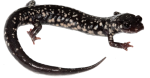 Western Slimy Salamander (Photo Credit: Bill Peterman)