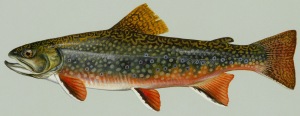 Brook_trout